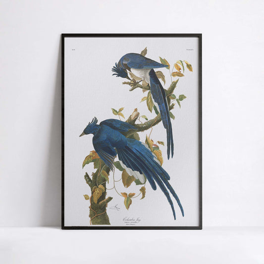 Luxury fine art giclée print of Audubon Columbia Jay Plate 96 on Hahnemühle German Etching paper showing blue crested Steller's Jays with black heads on oak branch with acorns and golden leaves