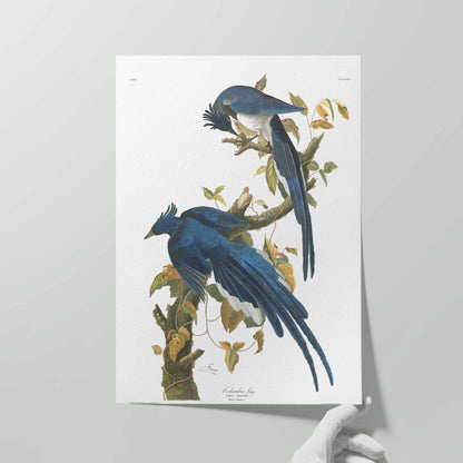 Columbia Jay Print - Audubon Birds of America Plate 96 - Fine Art Giclée on Hahnemühle Paper