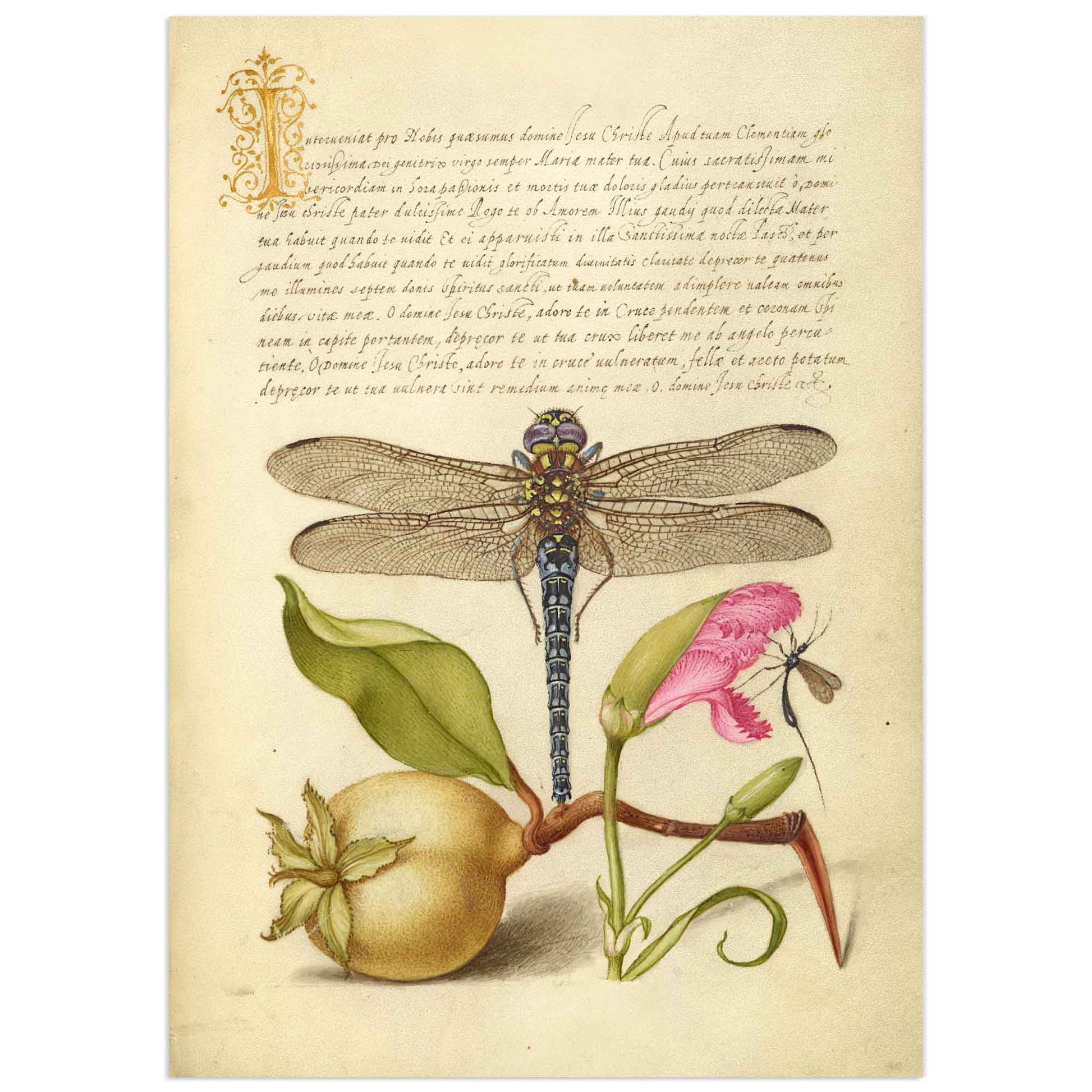 Dragonfly, Pear, Carnation, and Insect by Joris Hoefnagel