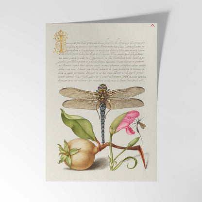 Vintage illustration of a dragonfly, pear, carnation, and insects by Joris Hoefnagel.