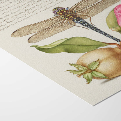 Dragonfly, Pear, Carnation and Insect — Illustration botanique et entomologique de Joris Hoefnagel | Téléchargement numérique HD