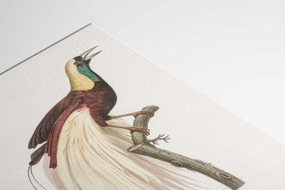 Emperor Bird-of-Paradise, François Le Vaillant