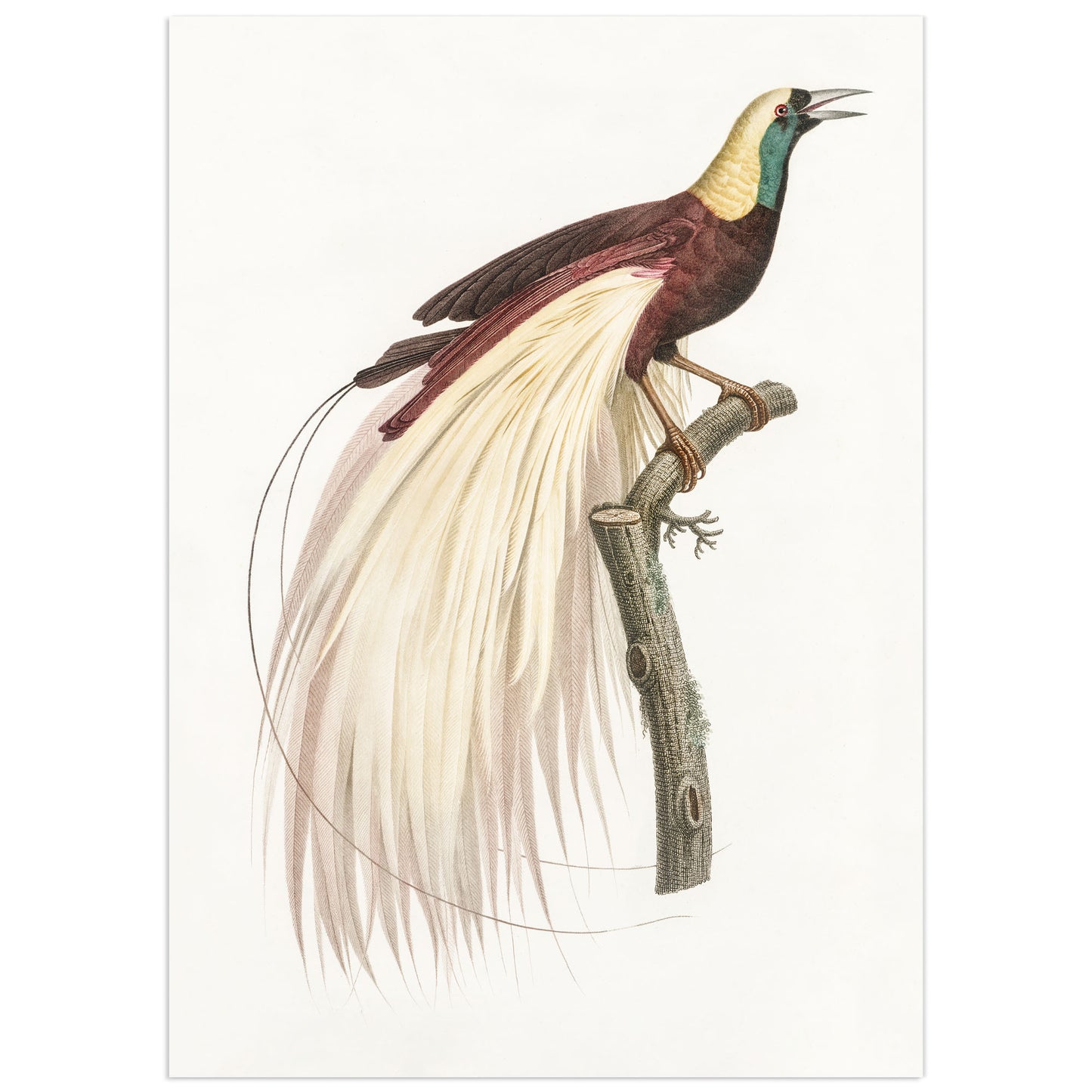 Emperor Bird-of-Paradise, François Le Vaillant