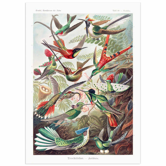 Ernst Haeckel scientific illustration of Trochilidae hummingbirds – vintage lithograph with colorful birds in flight