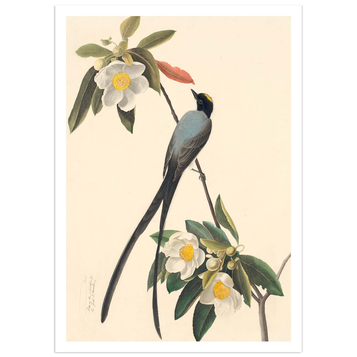 A high definition print of a Fork-Tailed Flycatcher artwork by Jean-Jacques Audubon, featuring a bird perched on a branch with flowers in the background.