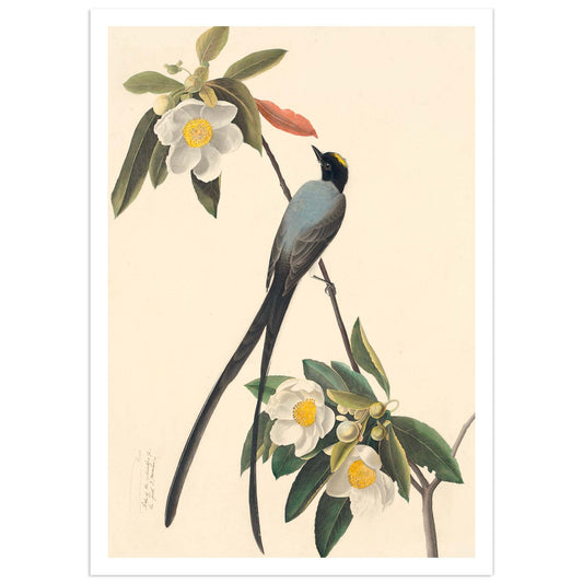 A high definition print of a Fork-Tailed Flycatcher artwork by Jean-Jacques Audubon, featuring a bird perched on a branch with flowers in the background.