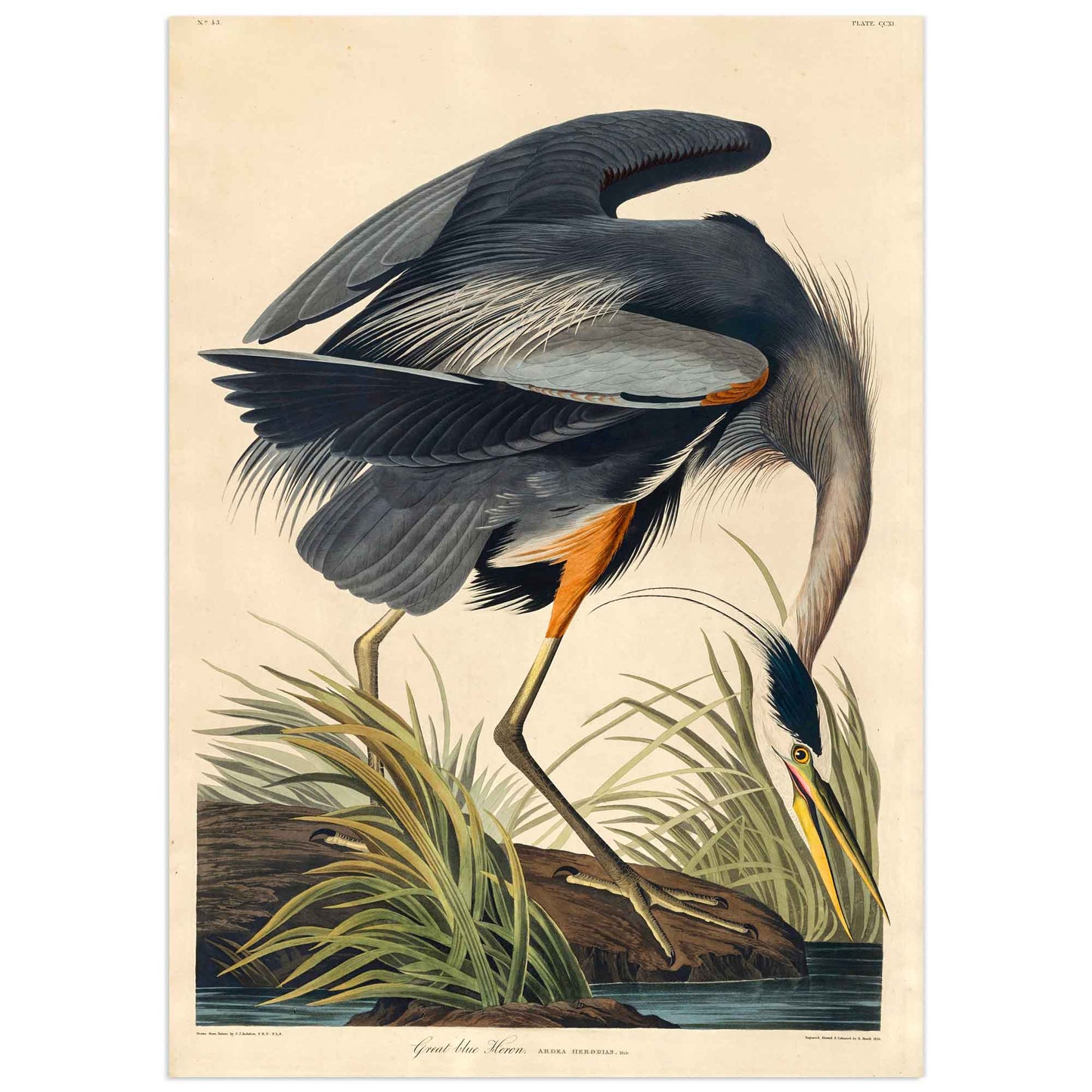 John James Audubon poster, blue heron 