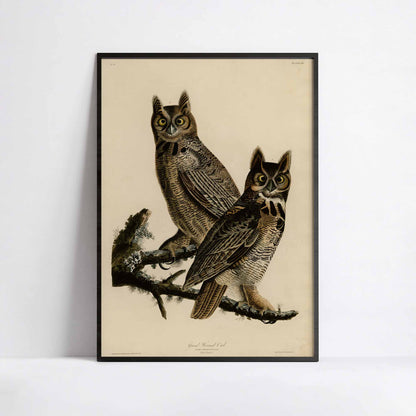 Affiche Grand-duc d'Amérique — Audubon Oiseaux d'Amérique Planche 61