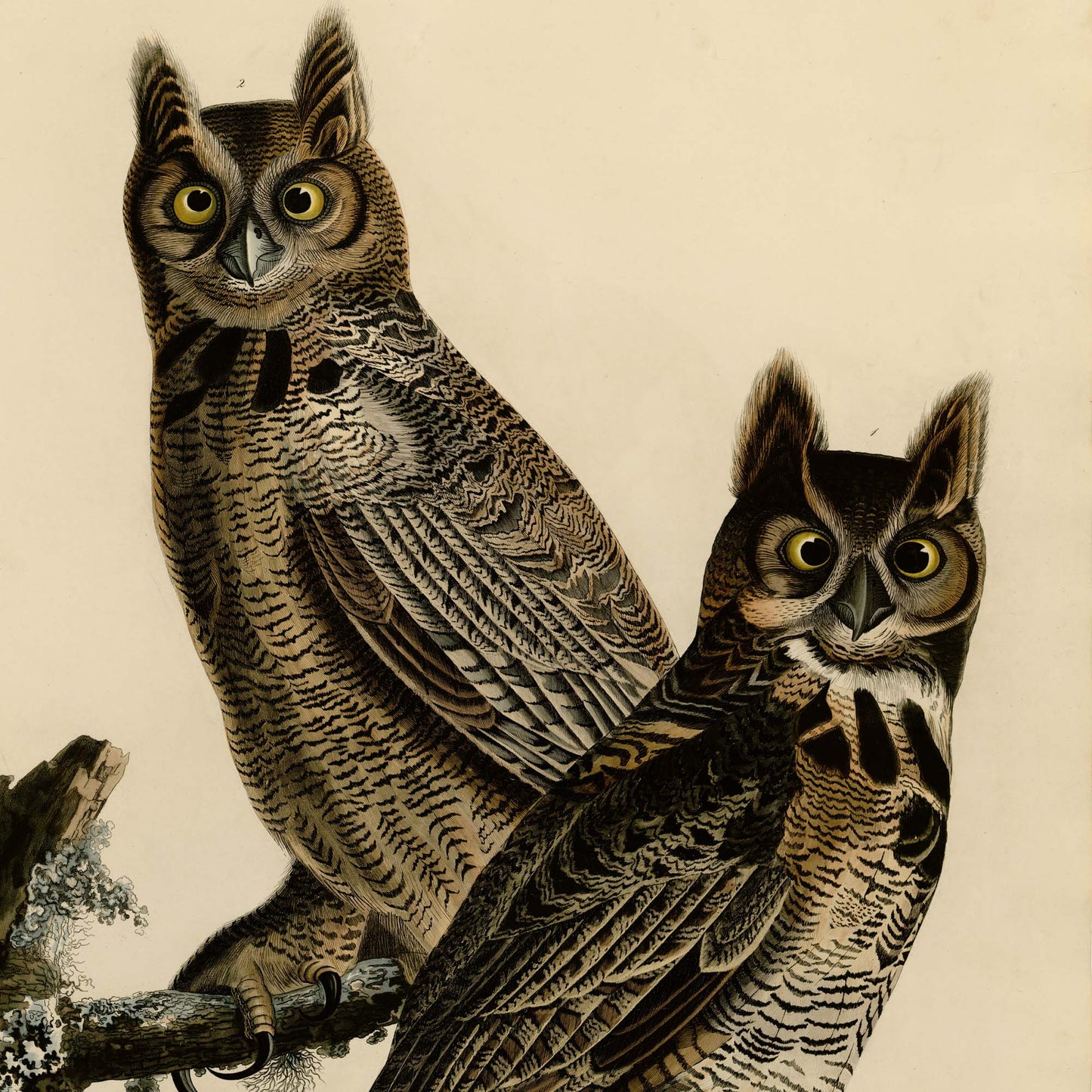 Affiche Grand-duc d'Amérique — Audubon Oiseaux d'Amérique Planche 61