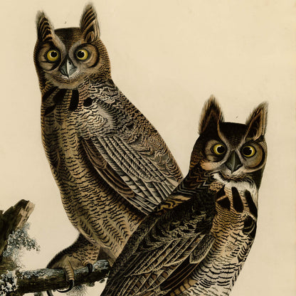 Affiche Grand-duc d'Amérique — Audubon Oiseaux d'Amérique Planche 61