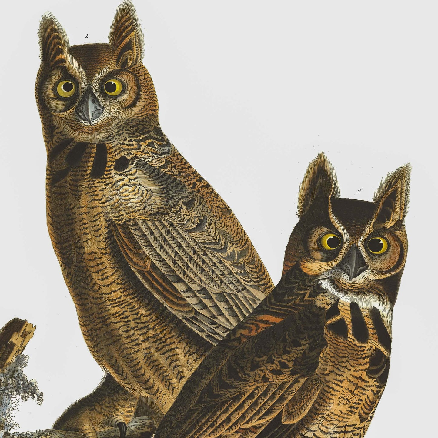 Affiche Grand-duc d'Amérique — Audubon Oiseaux d'Amérique Planche 61