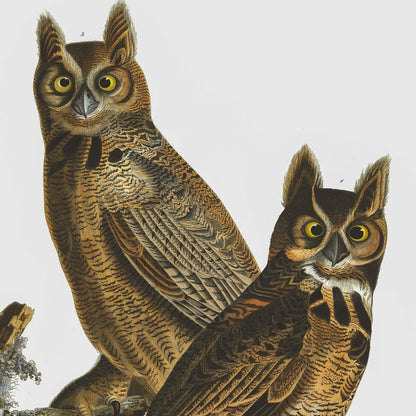Affiche Grand-duc d'Amérique — Audubon Oiseaux d'Amérique Planche 61
