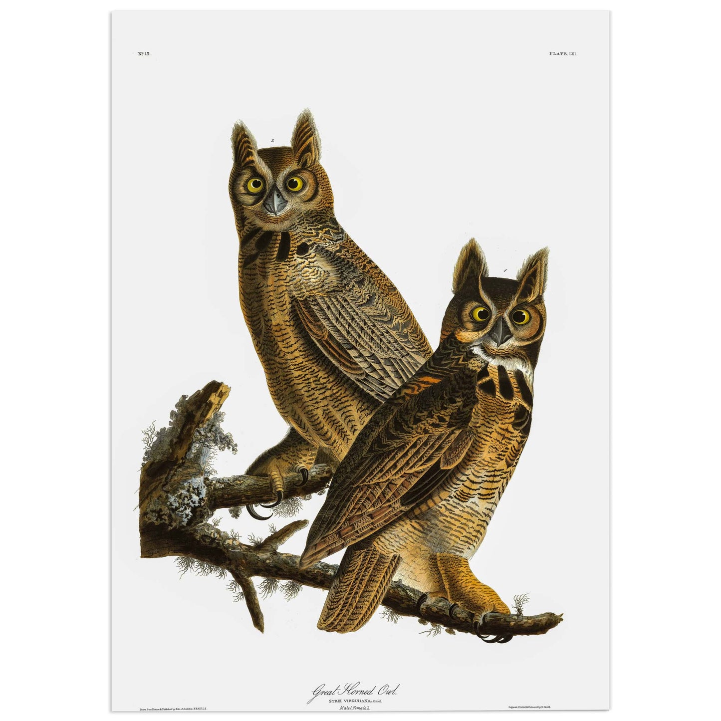 Affiche Grand-duc d'Amérique — Audubon Oiseaux d'Amérique Planche 61