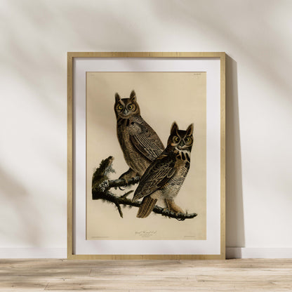 Affiche Grand-duc d'Amérique — Audubon Oiseaux d'Amérique Planche 61