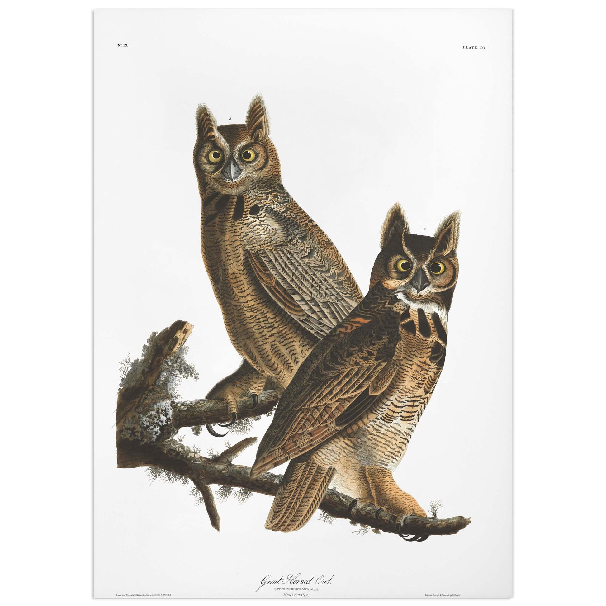 Vintage animal print, Great Horned Owl, from Audubon's The birds of America