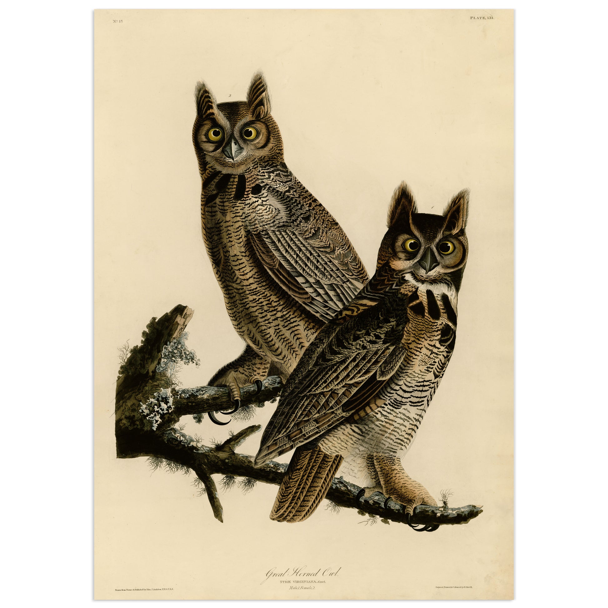 John James Audubon, Great Horned Owl (Strix virginiana), Plate 61, The Birds of America, 1829 — male and female perched on lichen-covered branch, hand-coloured engraving reproduction