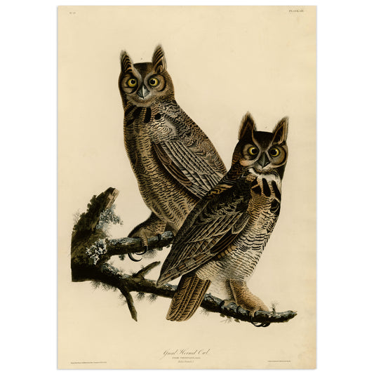 John James Audubon, Great Horned Owl (Strix virginiana), Plate 61, The Birds of America, 1829 — male and female perched on lichen-covered branch, hand-coloured engraving reproduction
