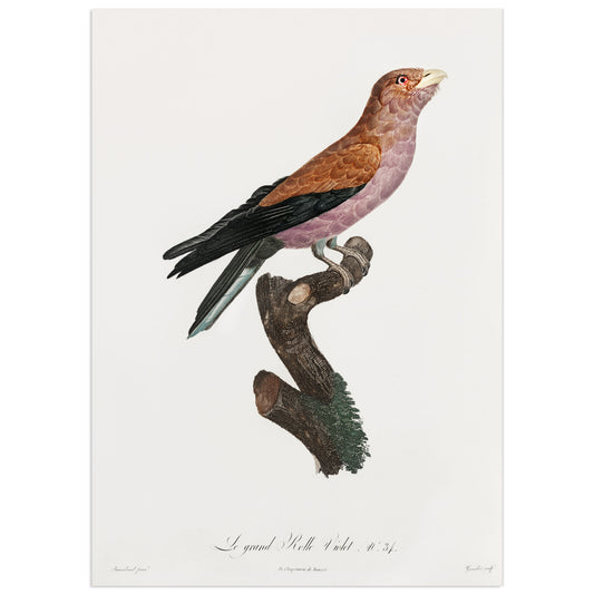 Grand Violet, , François Le Vaillant
