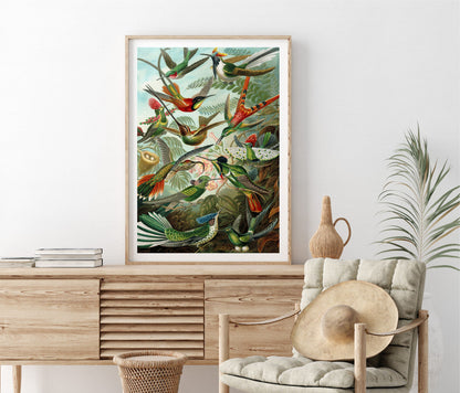 Hummingbirds vintage print, Ernst Haeckel