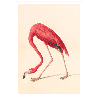 John James Audubon's American Flamingo from The Birds of America, the crimson bird bending its long neck to the ground to feed