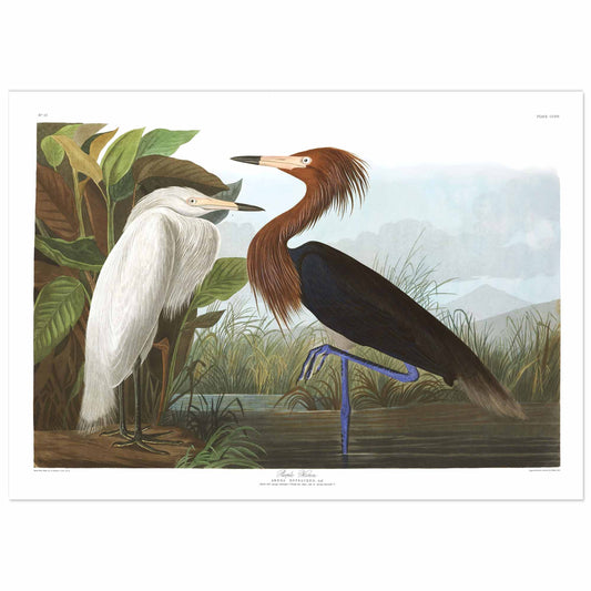 Two tall wading birds stand at the edge of a calm marsh. On the left, a white heron with long, delicate feathers and a pale yellow bill stands on the muddy bank beside large green leaves. On the right, a darker heron with a rich reddish-brown neck, black body, and long bluish legs stands in shallow water, one leg lifted as if mid-step. Both birds face each other in profile, their long pointed bills aligned horizontally. The background shows soft blue-gray hills and grasses, creating a serene natural setting