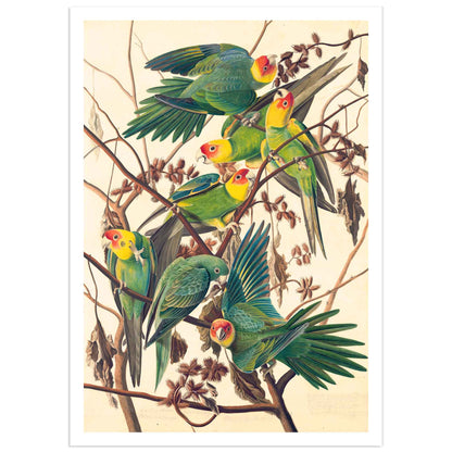 Carolina Parakeets, Audubon poster