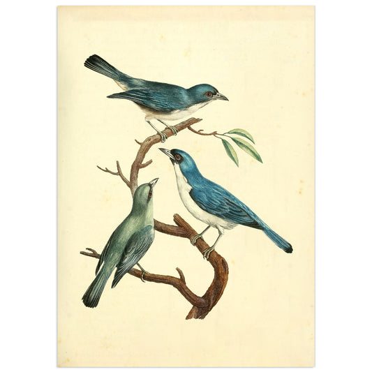 Piégrièche bleue, François Le Vaillant