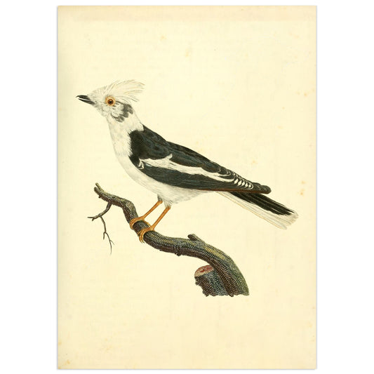Geoffroy mâle, François Le Vaillant