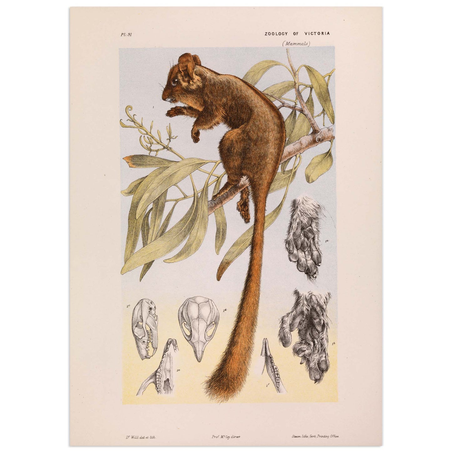 Vintage animal print, Leadbeater's Possum by John James Wild