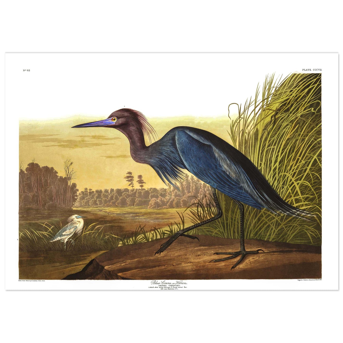 Affiche Héron Bleu — Audubon Oiseaux d'Amérique Planche 307 