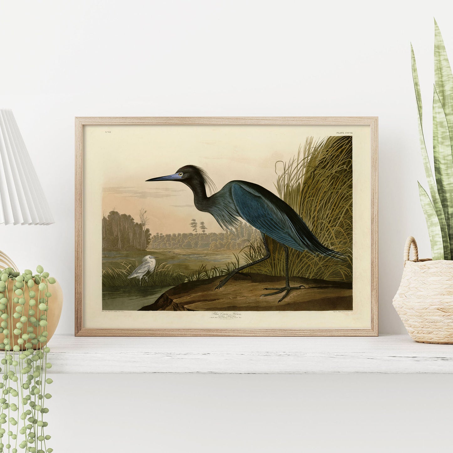 Affiche Héron Bleu — Audubon Oiseaux d'Amérique Planche 307 