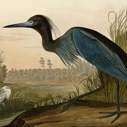 Affiche Héron Bleu — Audubon Oiseaux d'Amérique Planche 307 
