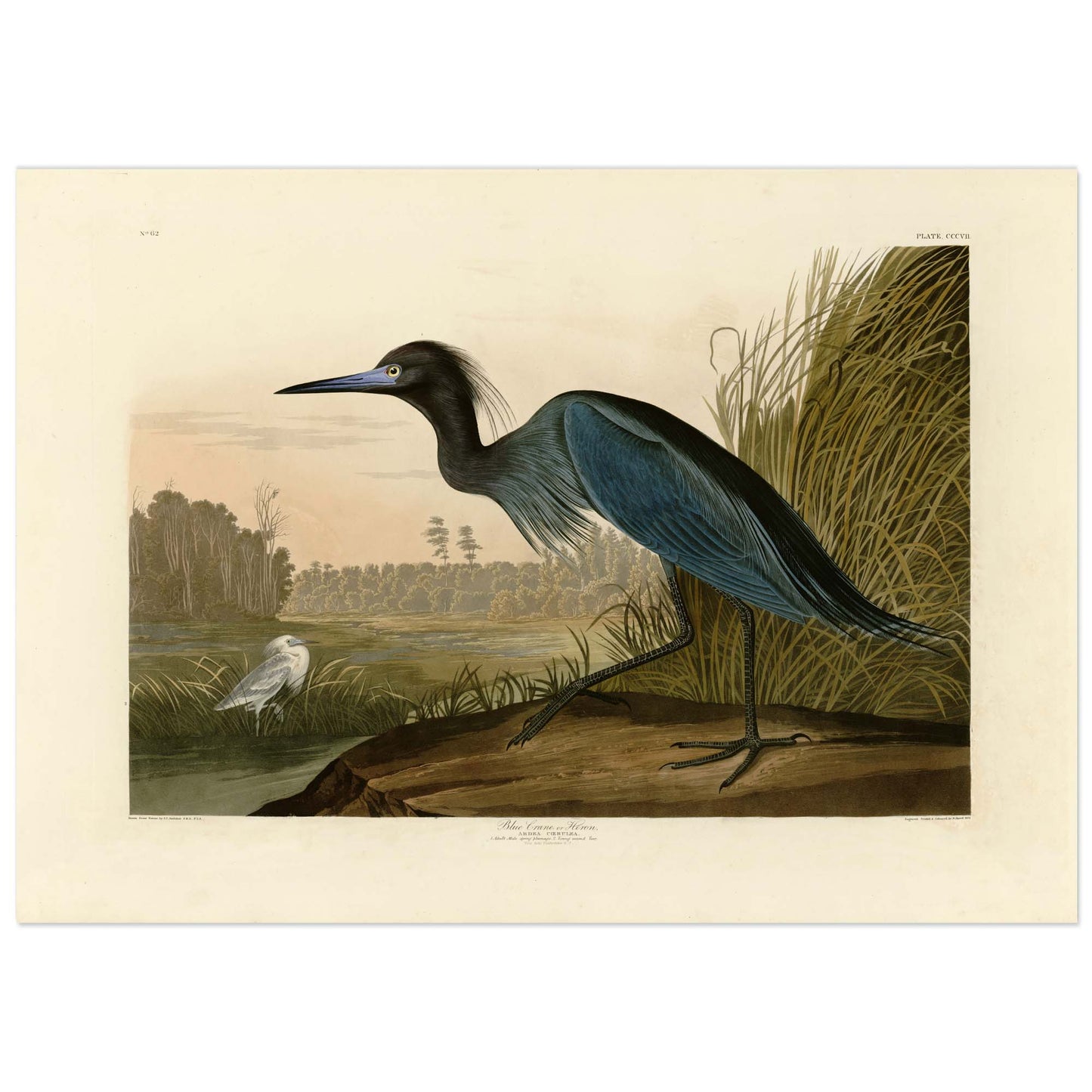 John James Audubon, Blue Crane or Heron (Ardea coerulea), Plate 307, The Birds of America — adult male Little Blue Heron in Charleston marsh, juvenile white heron in background, hand-coloured engraving by R. Havell, 1836, vintage paper reproduction