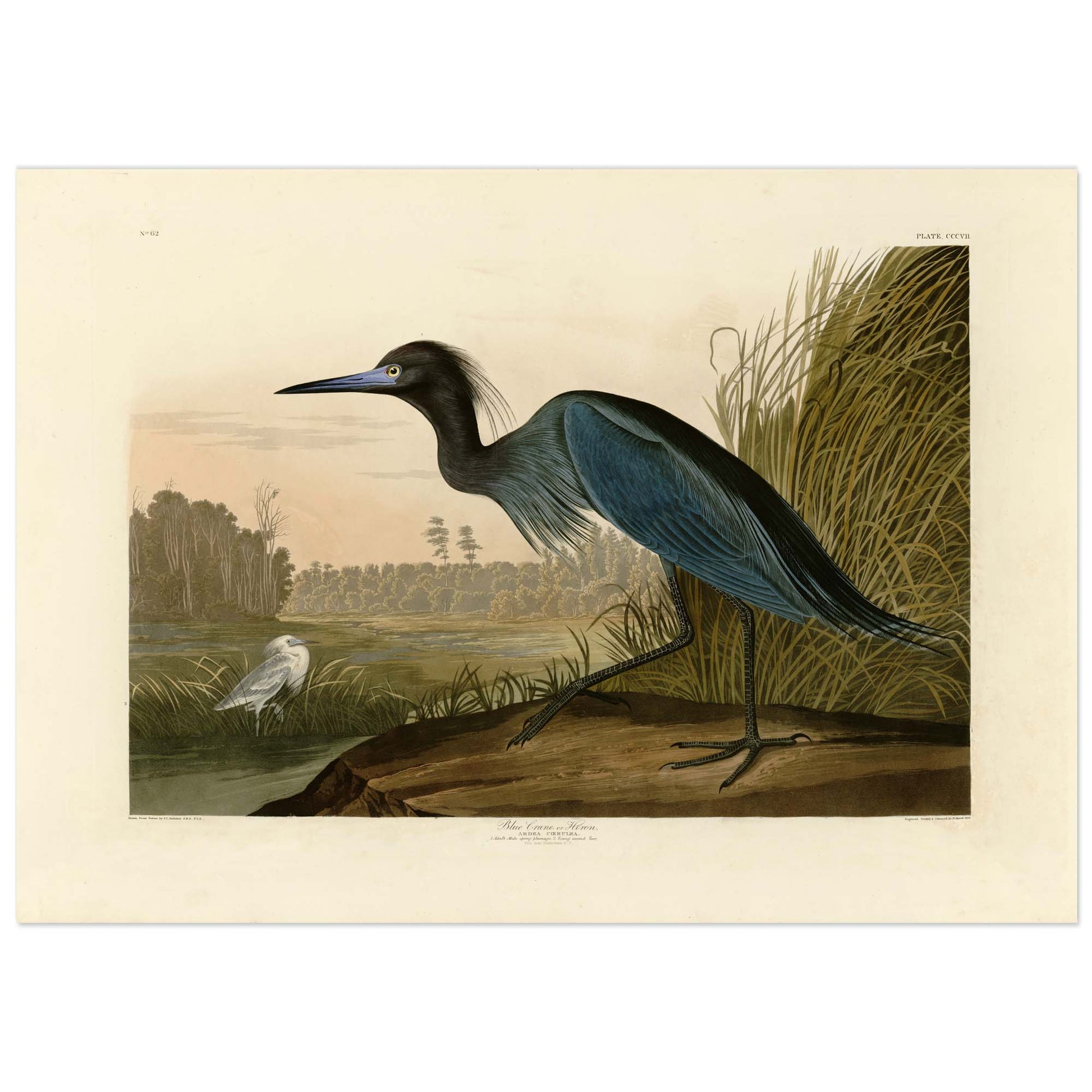 John James Audubon, Blue Crane or Heron (Ardea coerulea), Plate 307, The Birds of America — adult male Little Blue Heron in Charleston marsh, juvenile white heron in background, hand-coloured engraving by R. Havell, 1836, vintage paper reproduction