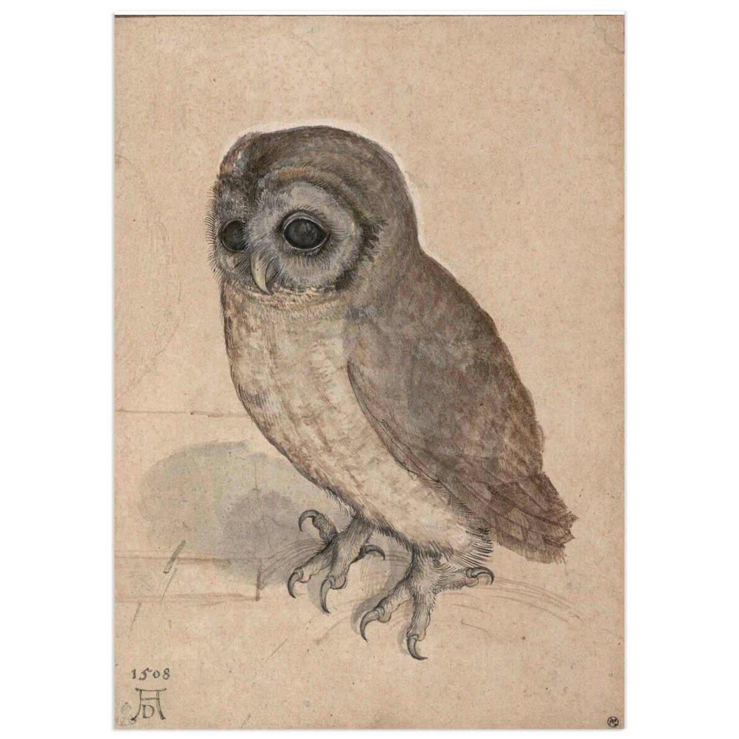 Watercolor of a small owl by Albrecht Dürer, 1506, showing fine feather detail and soft natural tones.