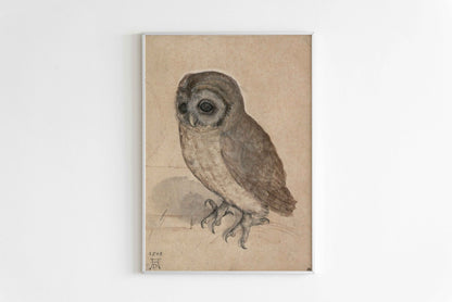 Little Owl – Albrecht Dürer (1506)