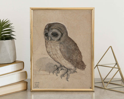 Little Owl – Albrecht Dürer (1506)