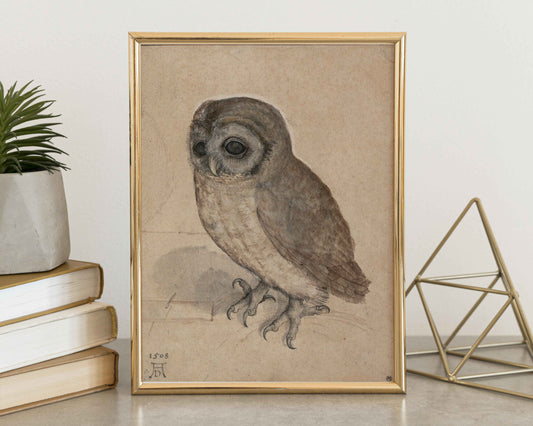 Little Owl – Albrecht Dürer (1506)