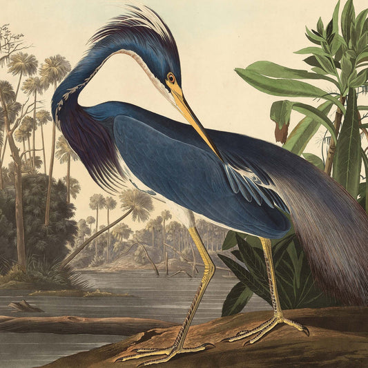 Affiche Héron de Louisiane — Audubon Oiseaux d'Amérique Planche 217