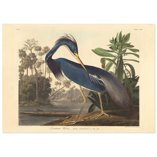 John James Audubon, Louisiana Heron Plate 217, Birds of America 1834 — Tricolored Heron standing in wetland, white background museum-quality reproduction