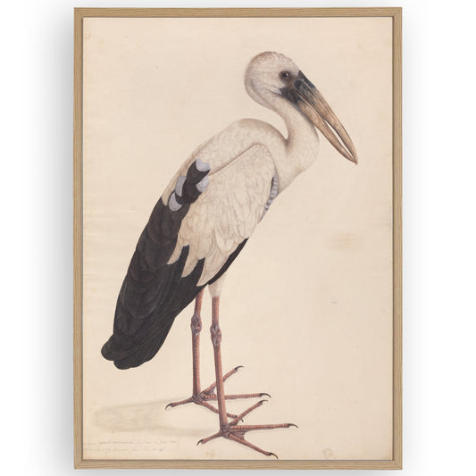 Asian Openbill Stork Poster
