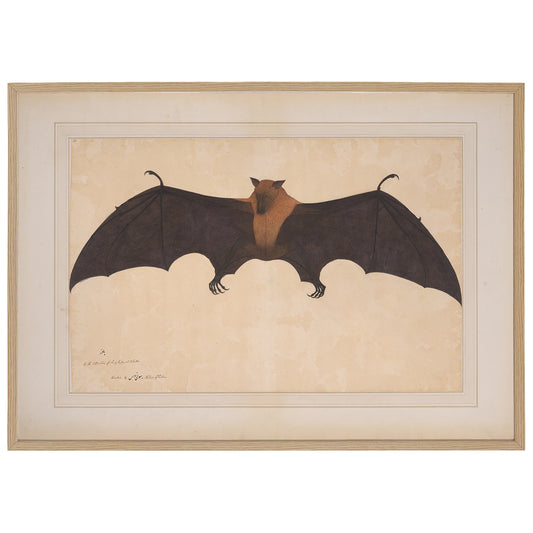 great indian fruit bat watercolor painting