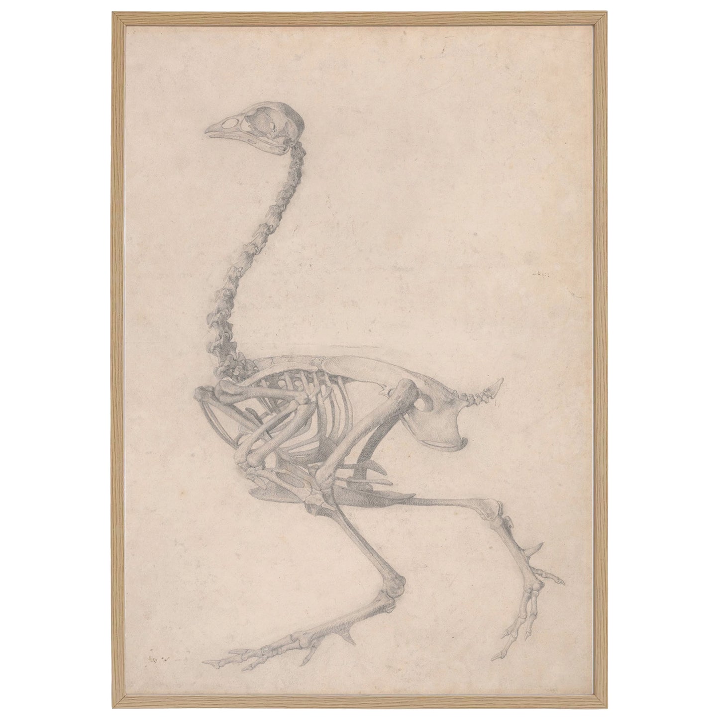 A high definition print of a fowl skeleton drawing (graphite on cream wove paper) by british artist George Stubbs, 1724–1806.