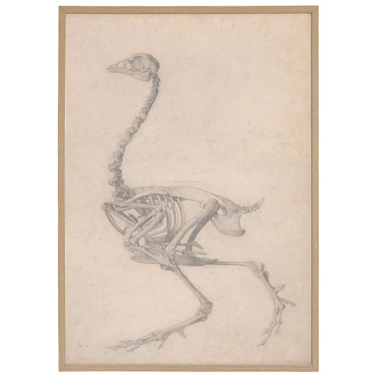 A high definition print of a fowl skeleton drawing (graphite on cream wove paper) by british artist George Stubbs, 1724–1806.