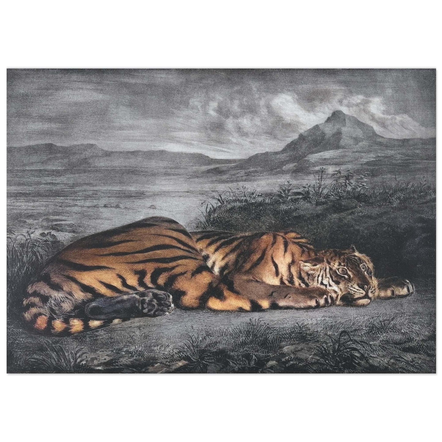 Tigre royal, Eugène Delacroix