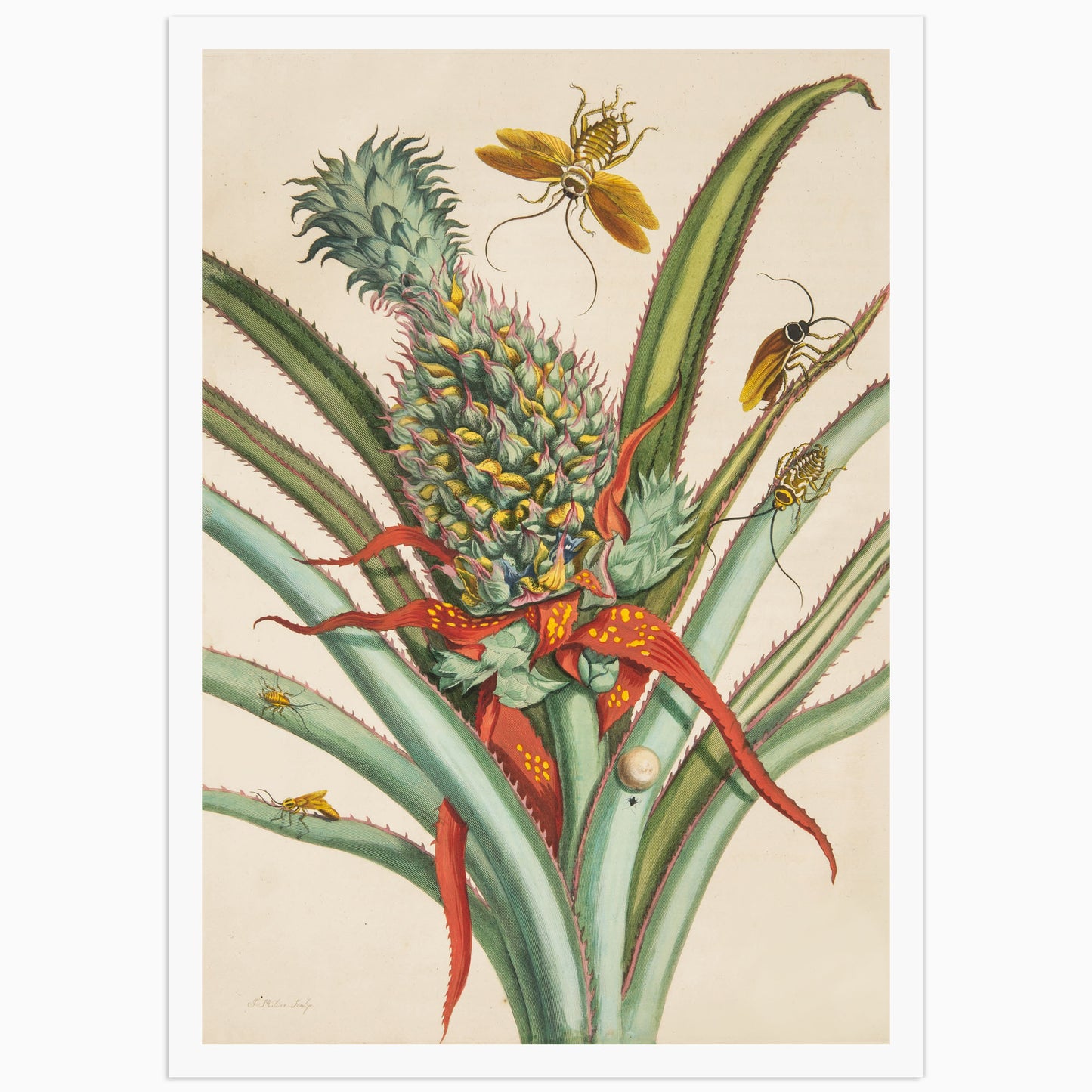 High-definition poster of Maria Sibylla Merian's botanical art featuring a detailed illustration of a pineapple surrounded by insects