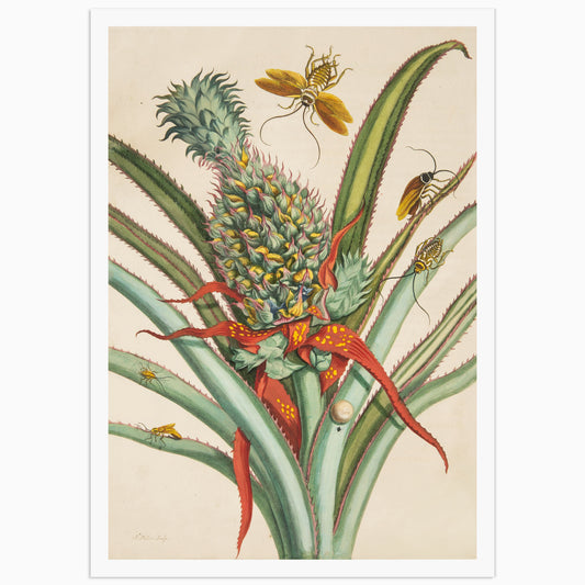 Pineapple on a plant Poster - Anna Maria Sibylla Merian