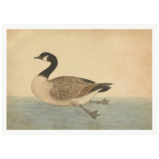 Detailed vintage illustration of a Canada goose swimming, drawn by naturalist James Sowerby. Neutral background with water surface, realistic plumage and lifelike pose.