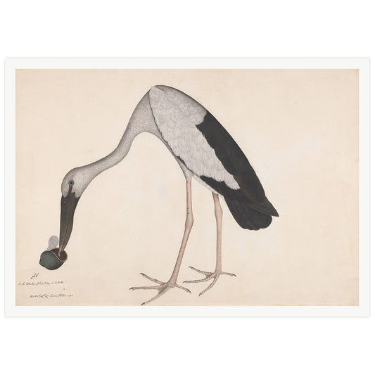 Poster of an Asian Openbill Stork