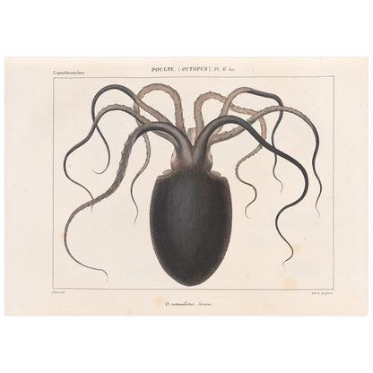 Vintage octopus illustration